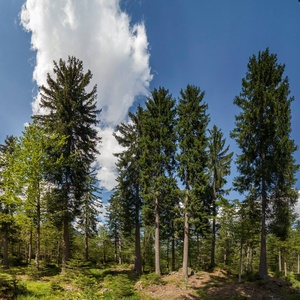 Foto 1 di The Forest Sound Track - Valbruna