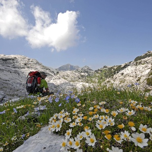 Foto 2 di Sentiero botanico del Bila Pec - Resia