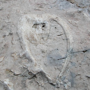 Foto 4 di Sentiero geologico del Foran dal Mus - Chiusaforte