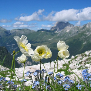 foto di Sentiero botanico del Bila Pec - Resia