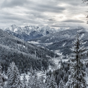 Foto 2 di Foresta di Tarvisio
