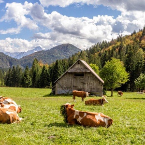 Foto 2 di Puanina tour - Ugovizza