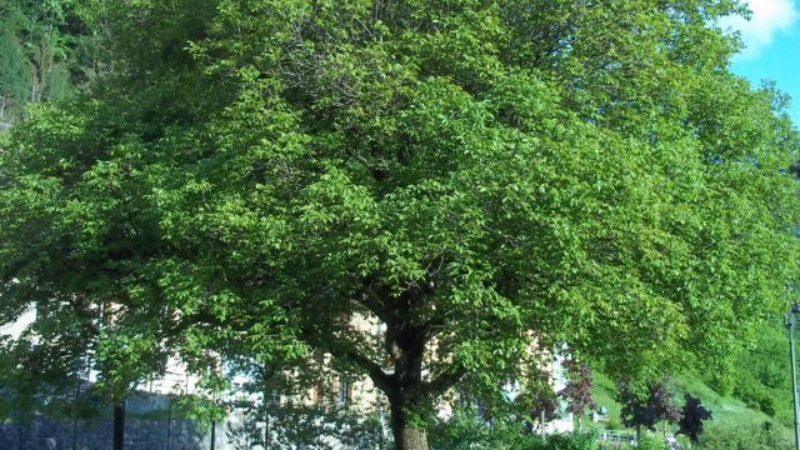  Der Walnussbaum von Pontebba 