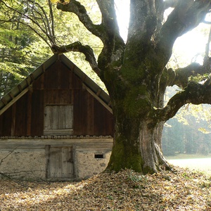 foto di Der Ahornbaum von Fusine - Tarvisio