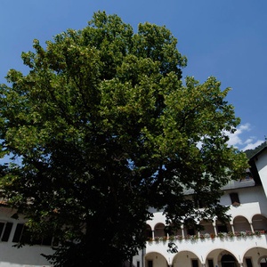 foto di Tiglio di Palazzo Veneziano - Malborghetto
