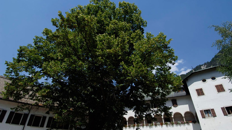 Der Lindenbaum von Palazzo Veneziano in Malborghetto